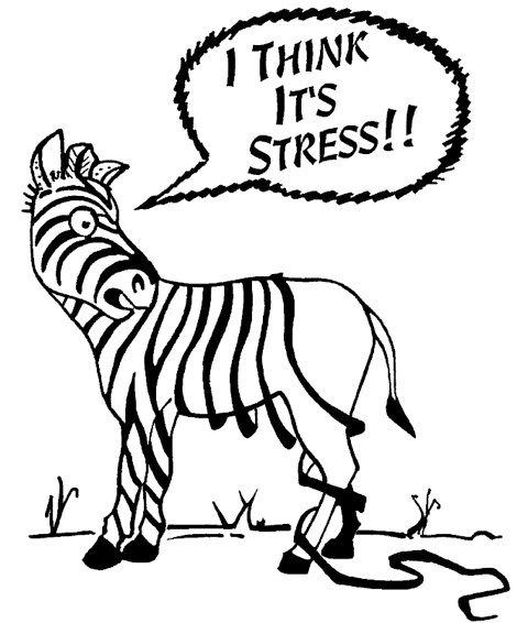 zebra